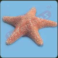 Starfish